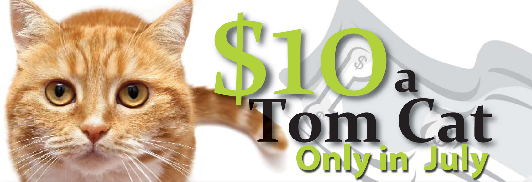10 a Tom cat neuter certificates available in July Spay/Neuter Your