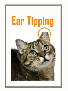 About ear tipping - Spay/Neuter Your Pet (SNYP)