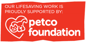 petco sunday clinic